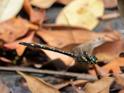 Eusynthemis nigra female-2446